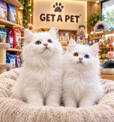 Cash On Delivery High Quality Persian Kittens or Persian Cat Babies
