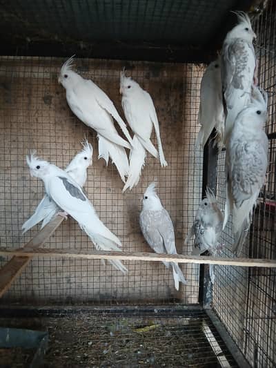 Eno Pied Cockateils For Sale