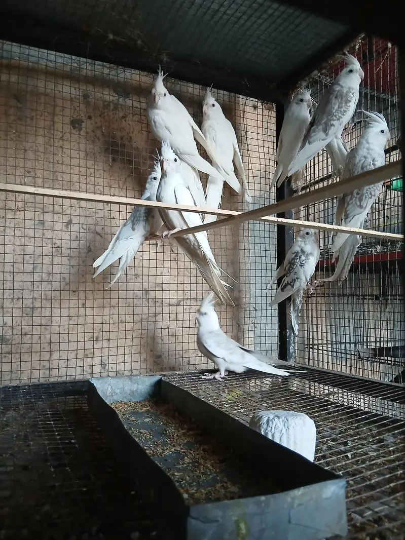 Eno Pied Cockateils For Sale — photo 2