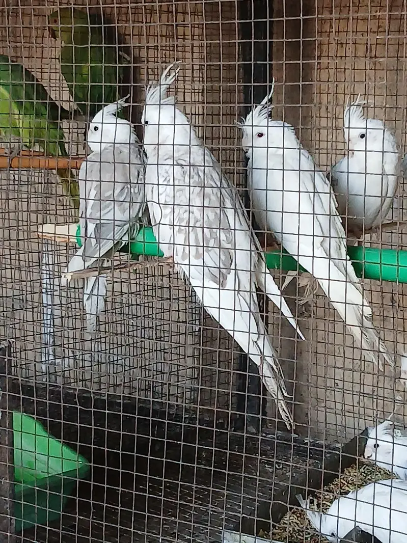 Eno Pied Cockateils For Sale — photo 3