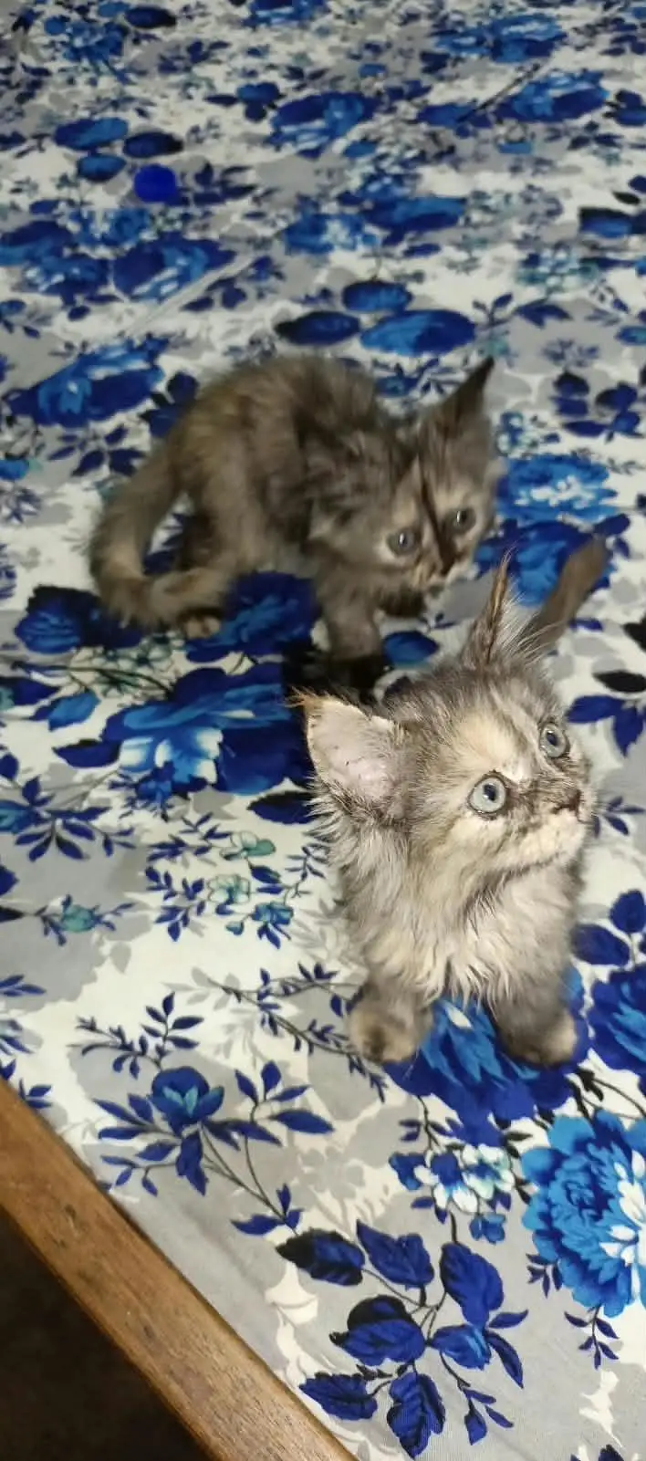 Sambia Sonie tomo resanbal price Contact No# 03294944175 — photo 11