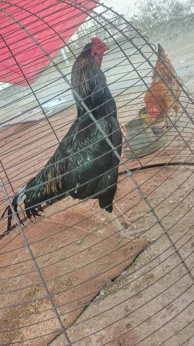 aseel murg for sale
