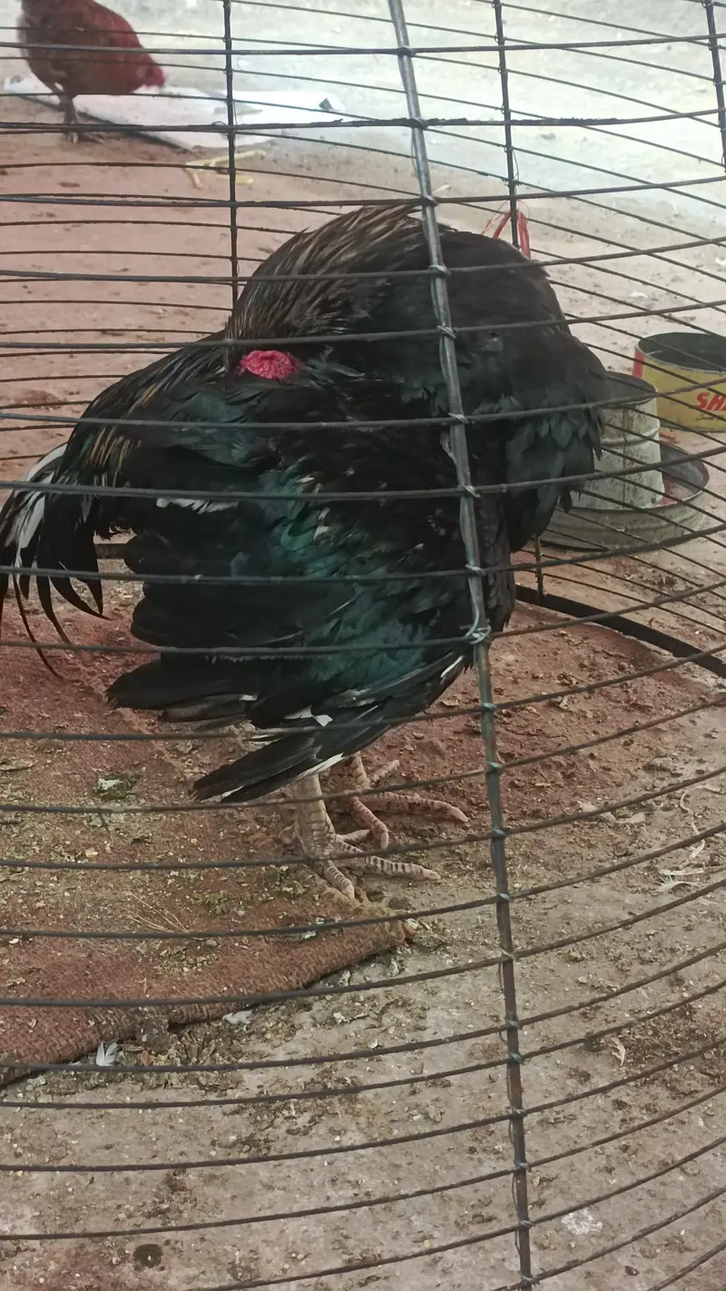 aseel murg for sale — photo 2