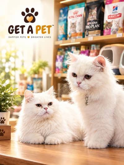 Cash On Delivery High Quality Persian Kittens or Persian Cat Babies
