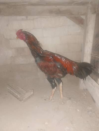 khobsorat