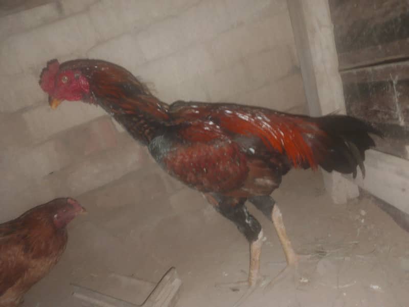 khobsorat 1