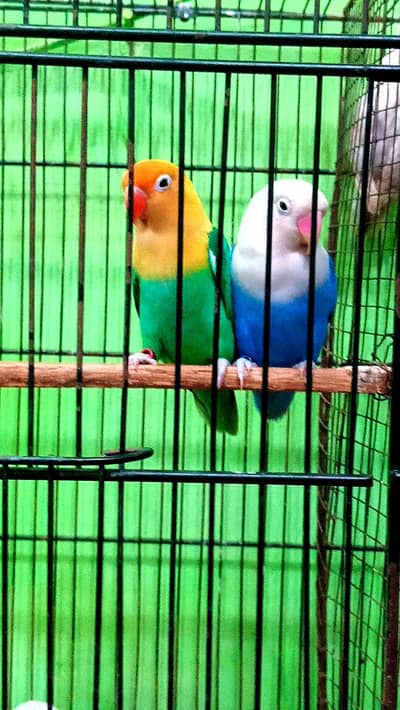 Breedar Pair oppline/ino