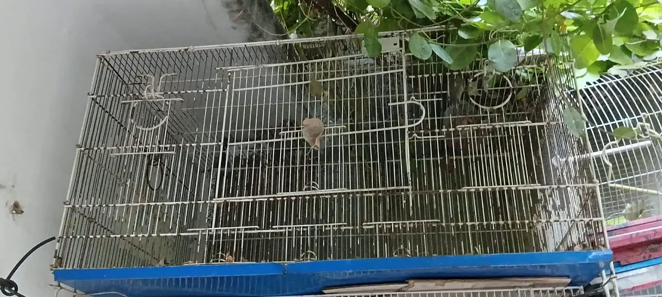 3 Steel Birds Cages (8 portion), with 4 breeding boxes, pots and trays — photo 5