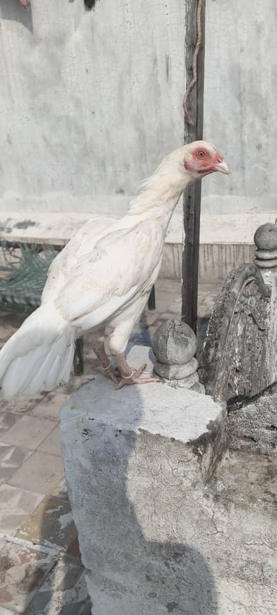 paper white Heera aseel