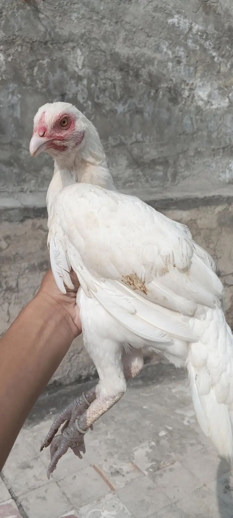 paper white Heera aseel — photo 3