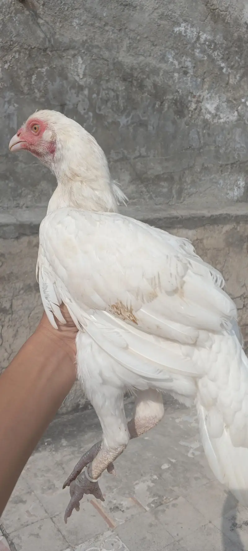 paper white Heera aseel — photo 4