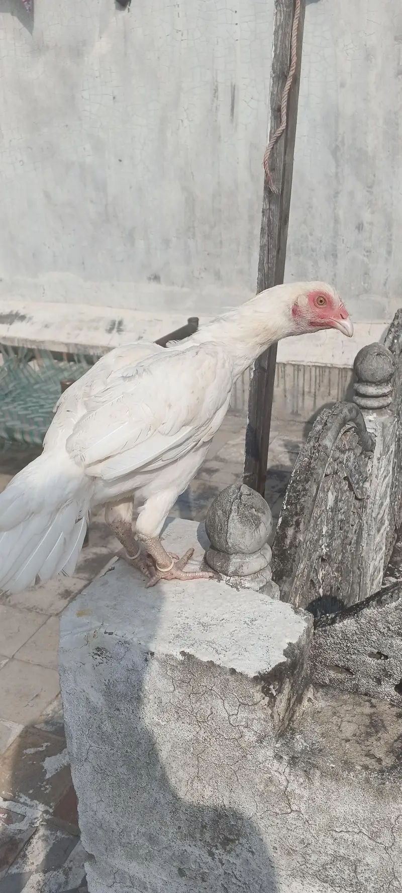 paper white Heera aseel — photo 5