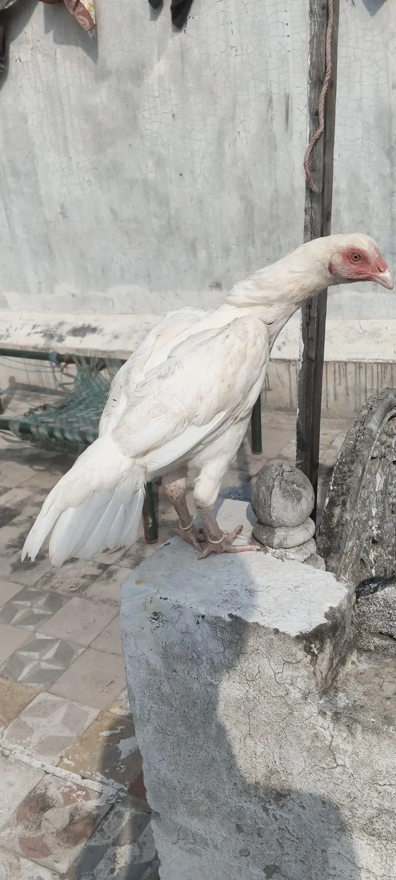 paper white Heera aseel — photo 6