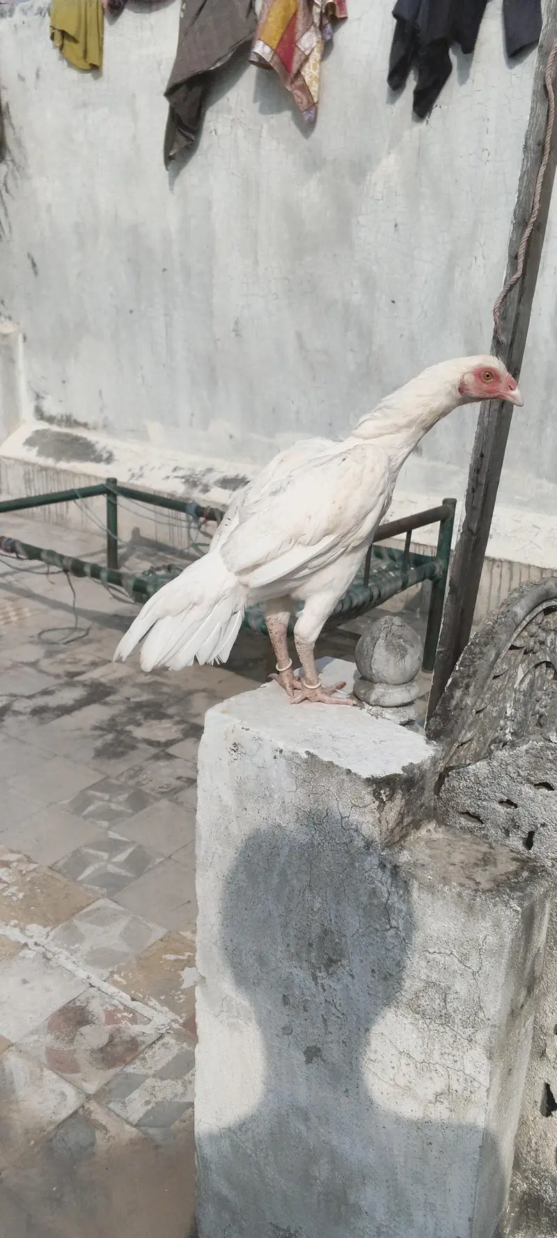 paper white Heera aseel — photo 7