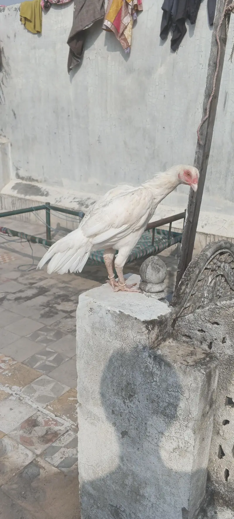 paper white Heera aseel — photo 8