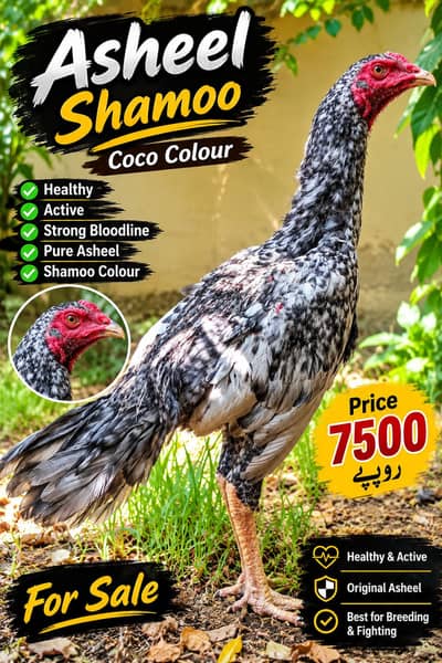 Asheel shamoo Male Karbelai Male  short face pair available