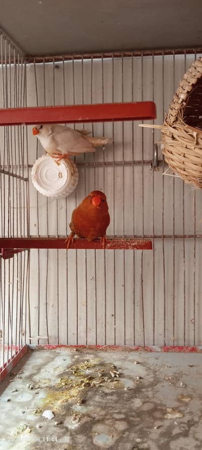 Full Orange Pair