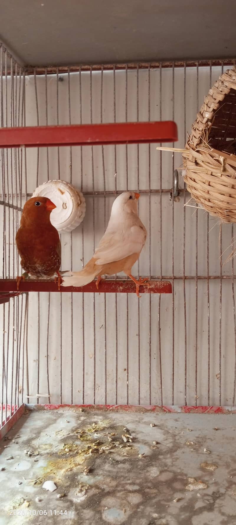 Full Orange Pair 1