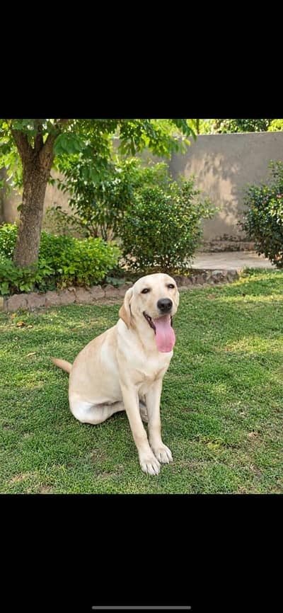 breeder Female healthy or full active