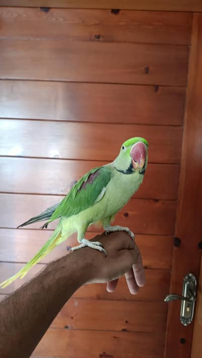 Hand Tamed Talking Male Parrot