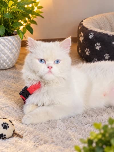Persian cat female available 03187839320