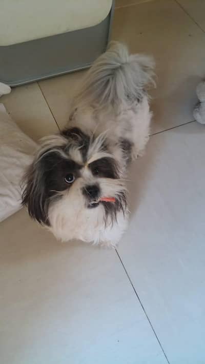 Shihtzu stud price