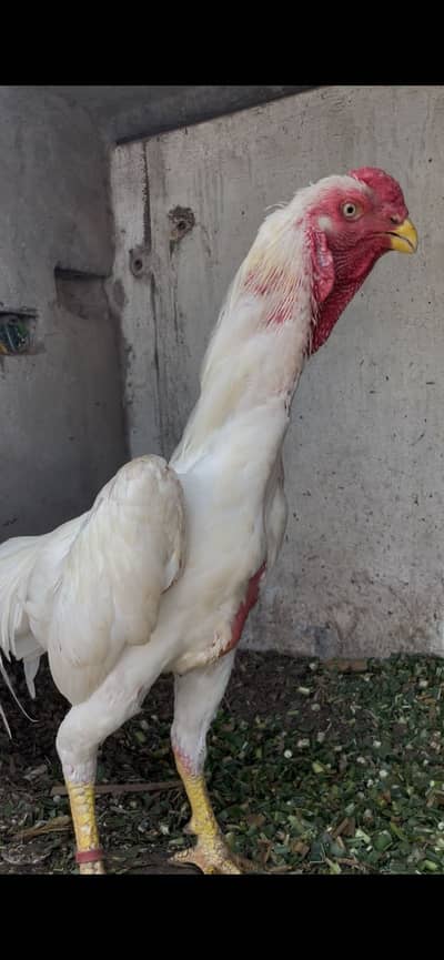 White shamoo chicks for sale