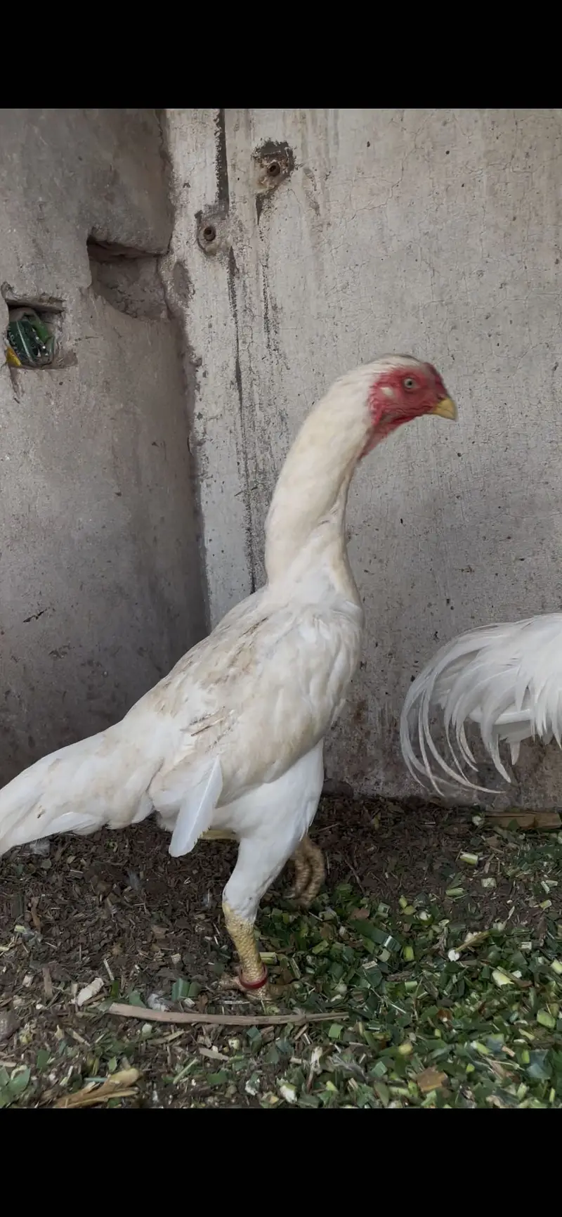 White shamoo chicks for sale — photo 2