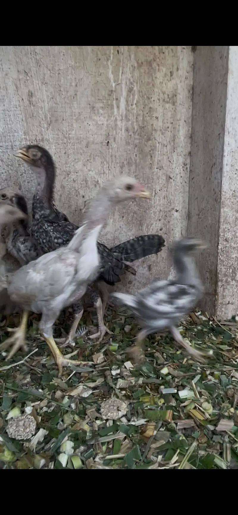White shamoo chicks for sale — photo 3