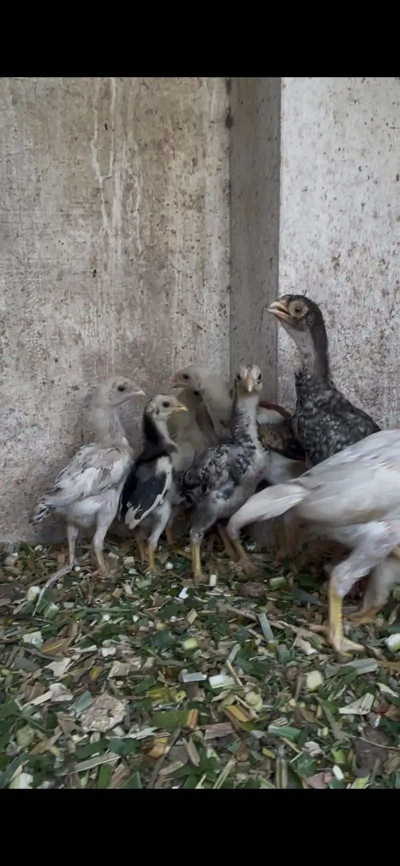 White shamoo chicks for sale — photo 4