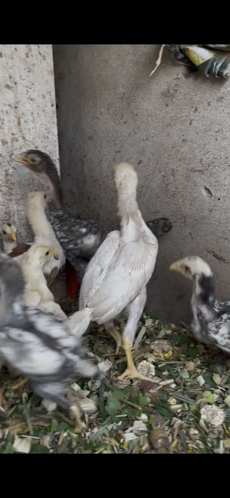 White shamoo chicks for sale — photo 5