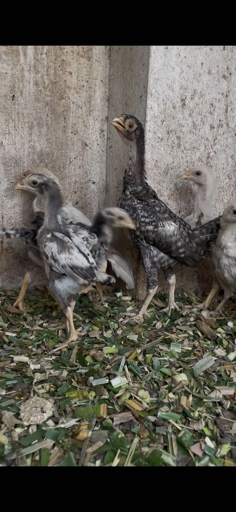 White shamoo chicks for sale — photo 6