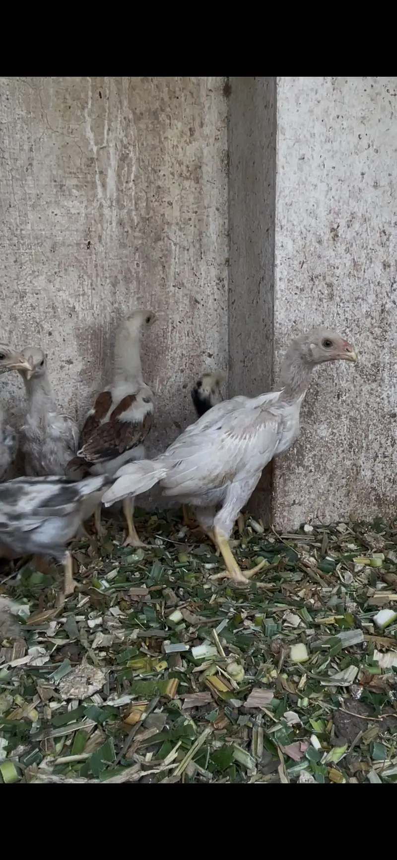 White shamoo chicks for sale — photo 7