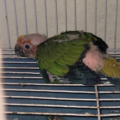 Sun conure