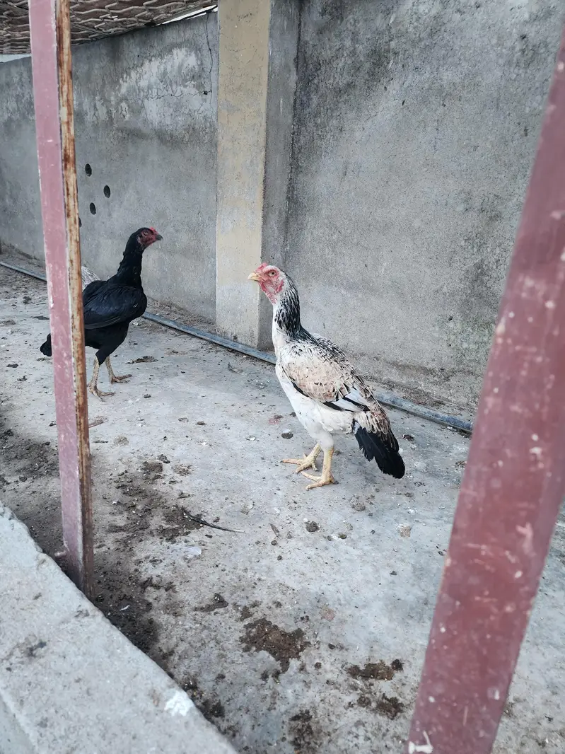 Jawi aseel — photo 3
