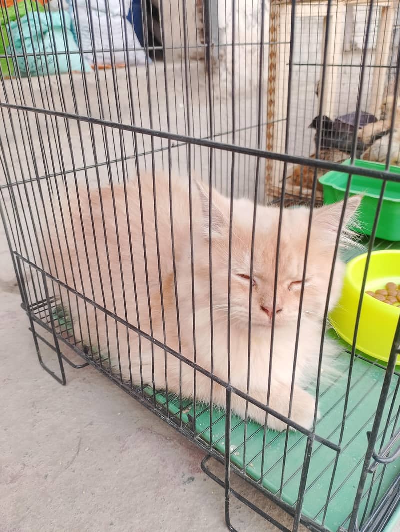 Partian cat 2