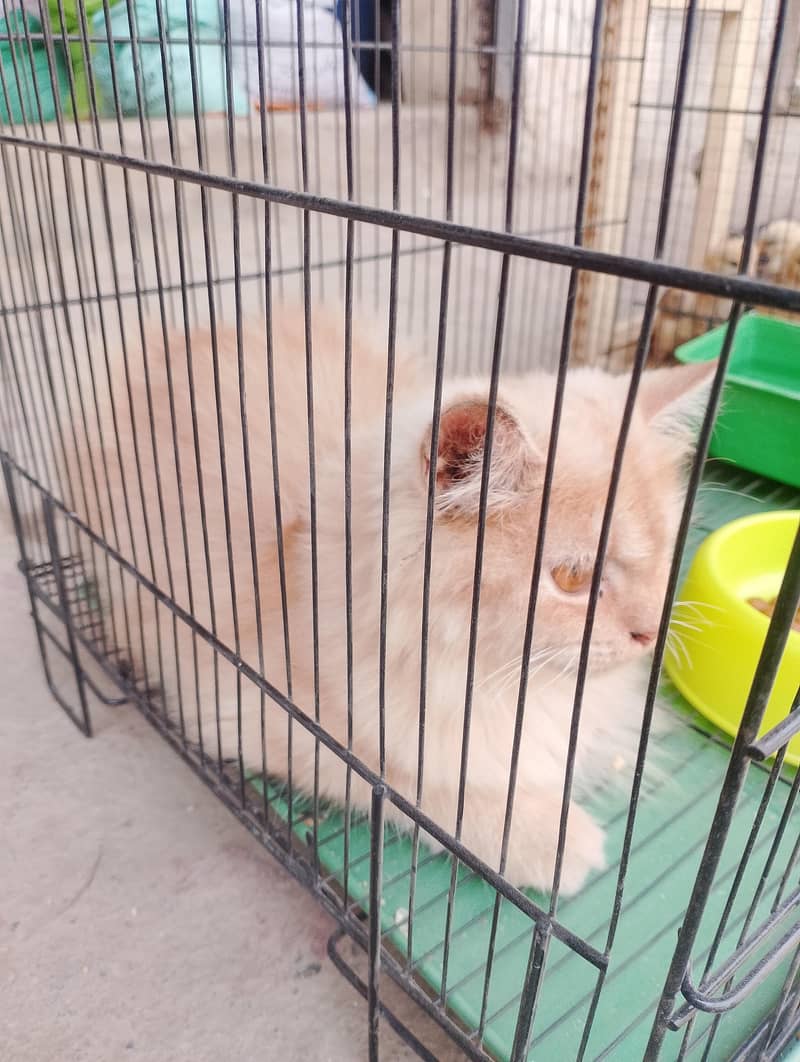Partian cat 3