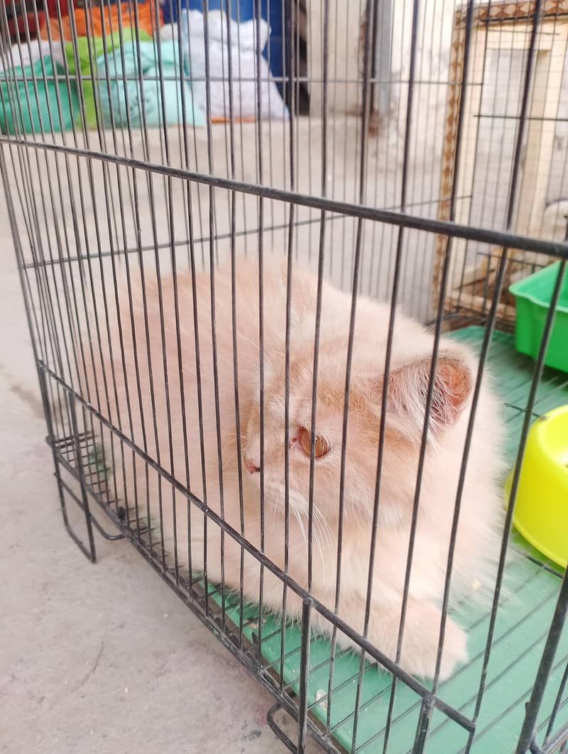 Partian cat 4