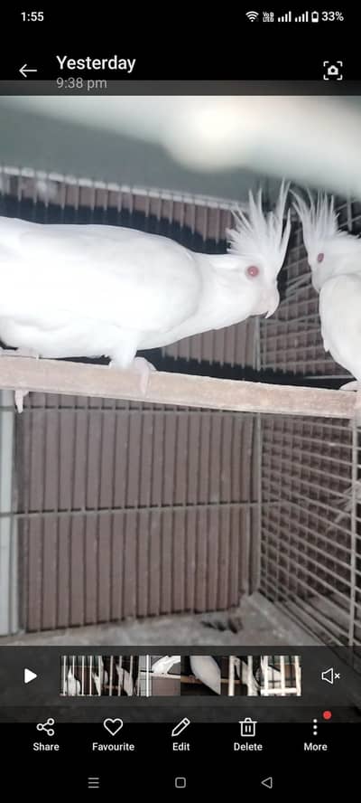 ENO COCKTAIL PAIR CEL KARNA HAI