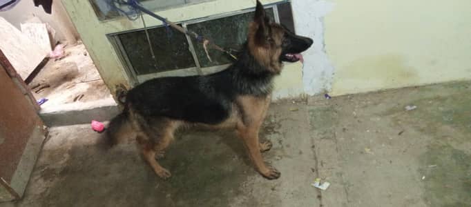German shepherd female