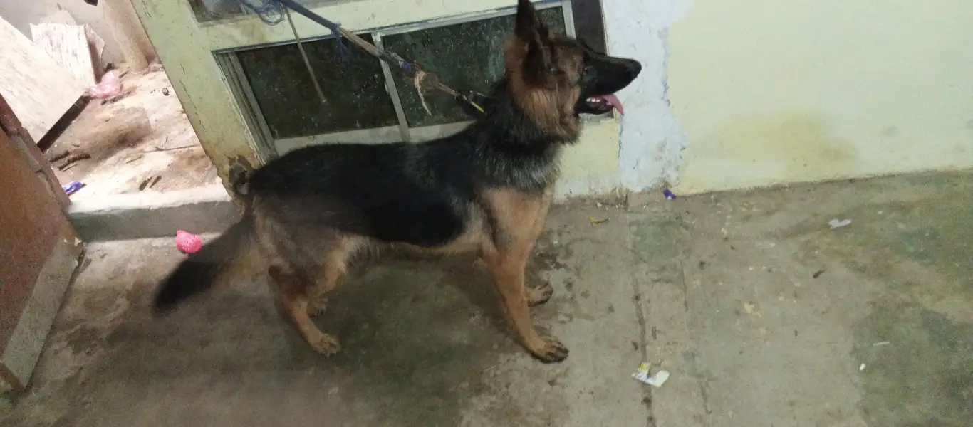 German shepherd female — photo 2