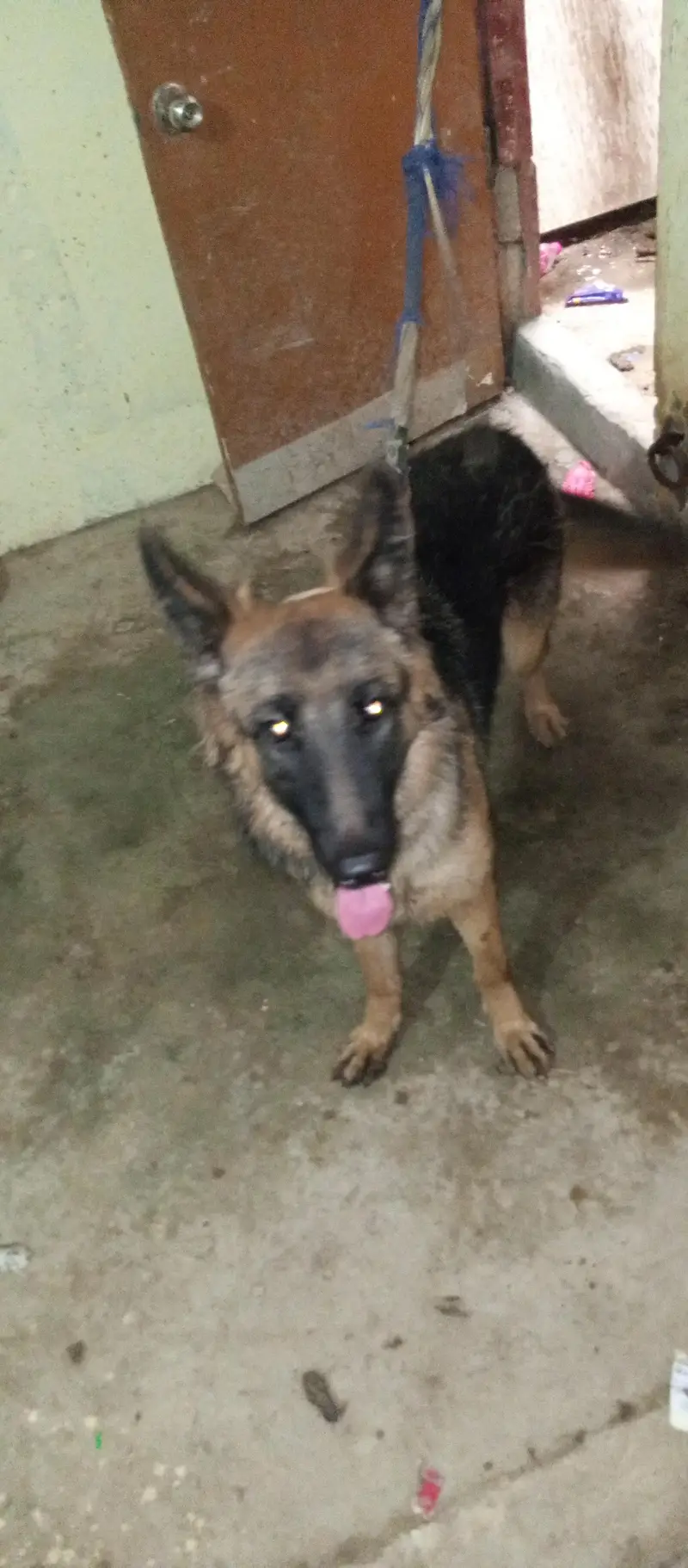 German shepherd female — photo 3