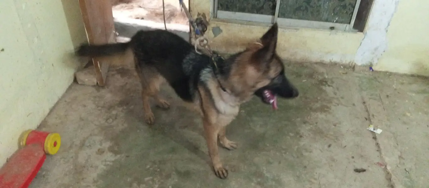 German shepherd female — photo 4