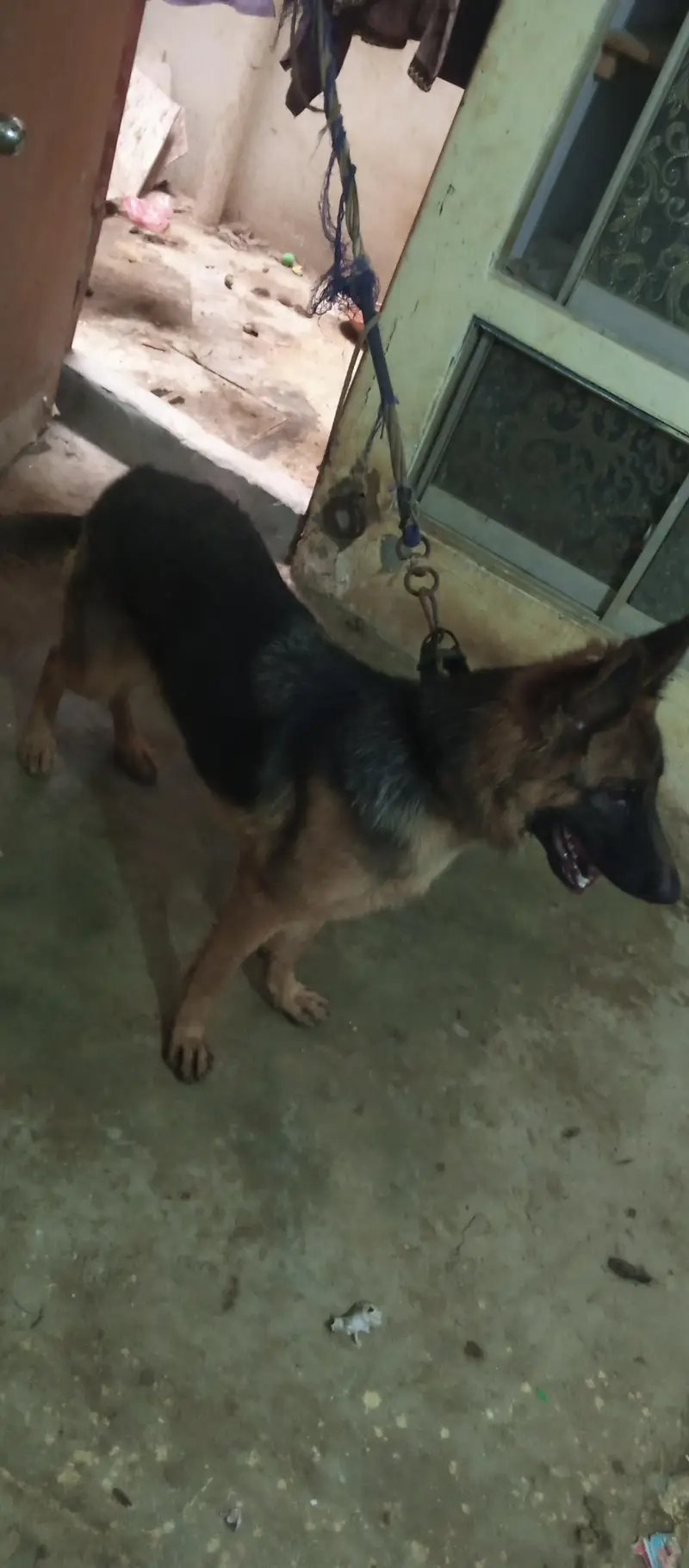 German shepherd female — photo 5