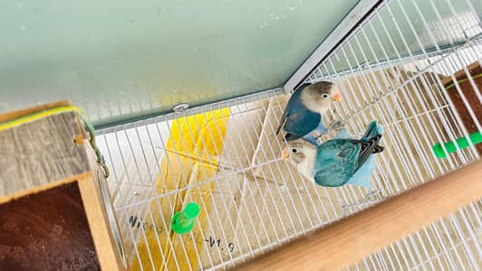 Multiple Birds For Sale