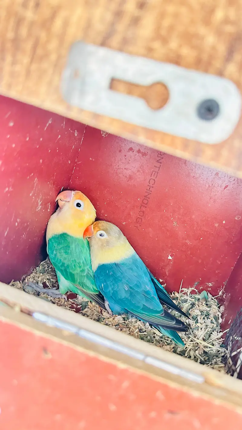 Multiple Birds For Sale — photo 2