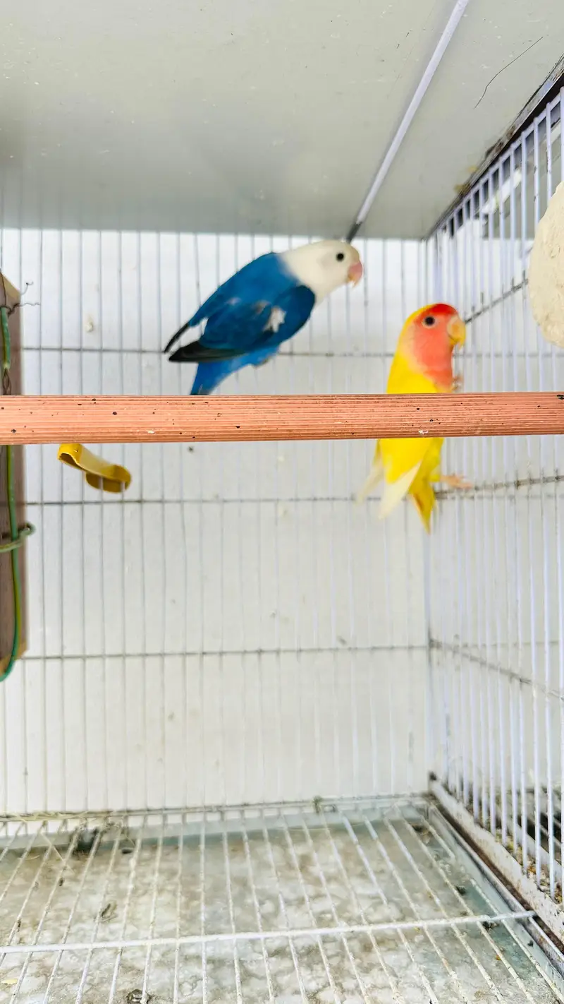 Multiple Birds For Sale — photo 3