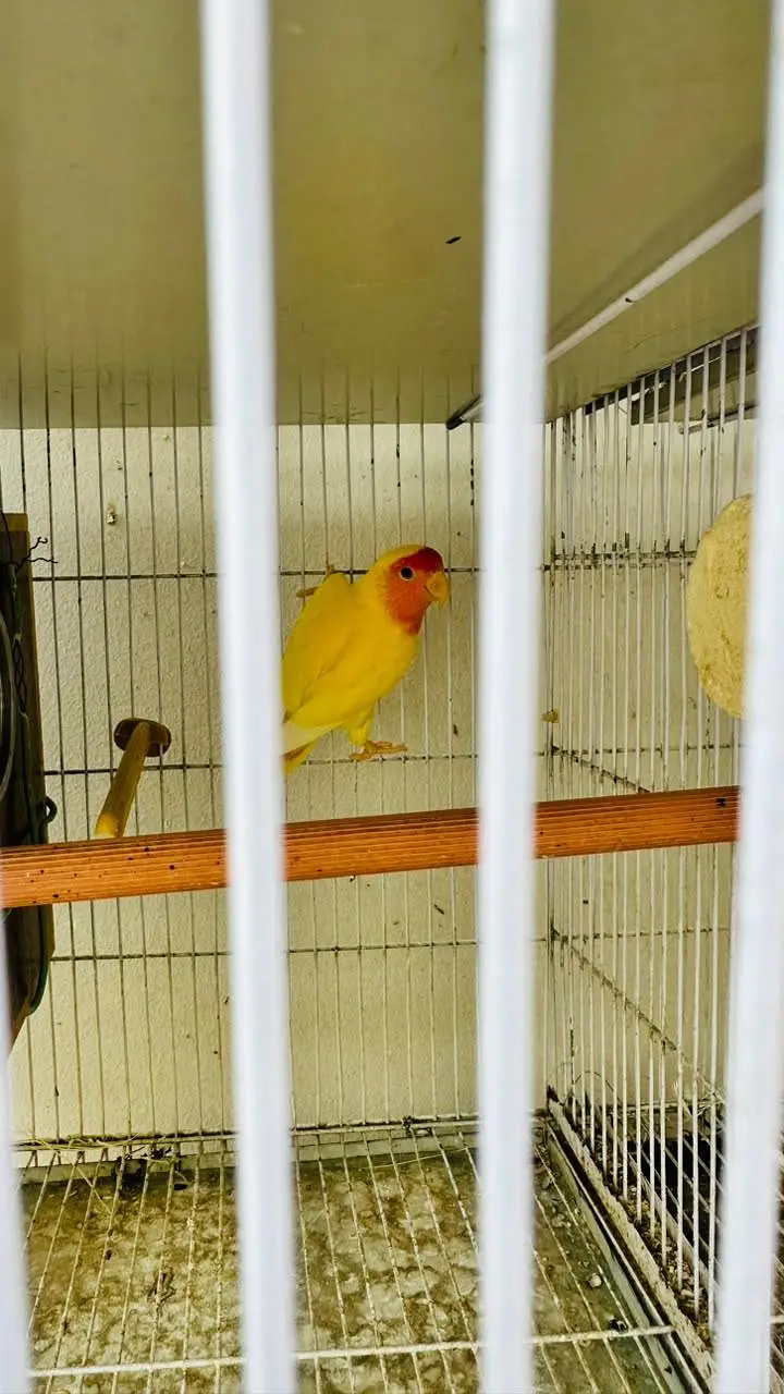 Multiple Birds For Sale — photo 4