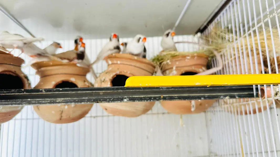 Multiple Birds For Sale — photo 5