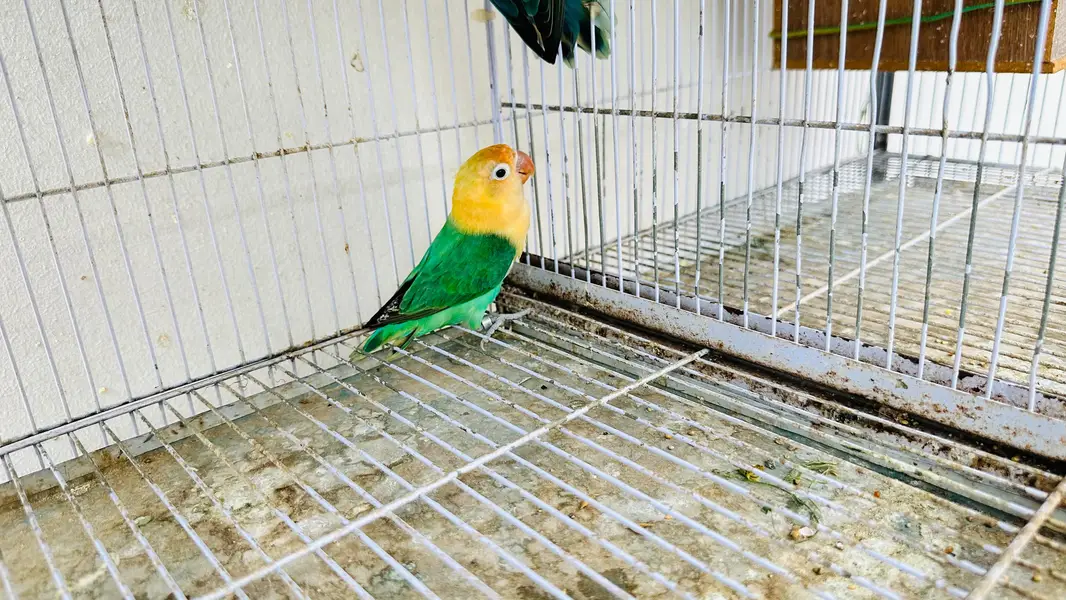 Multiple Birds For Sale — photo 6